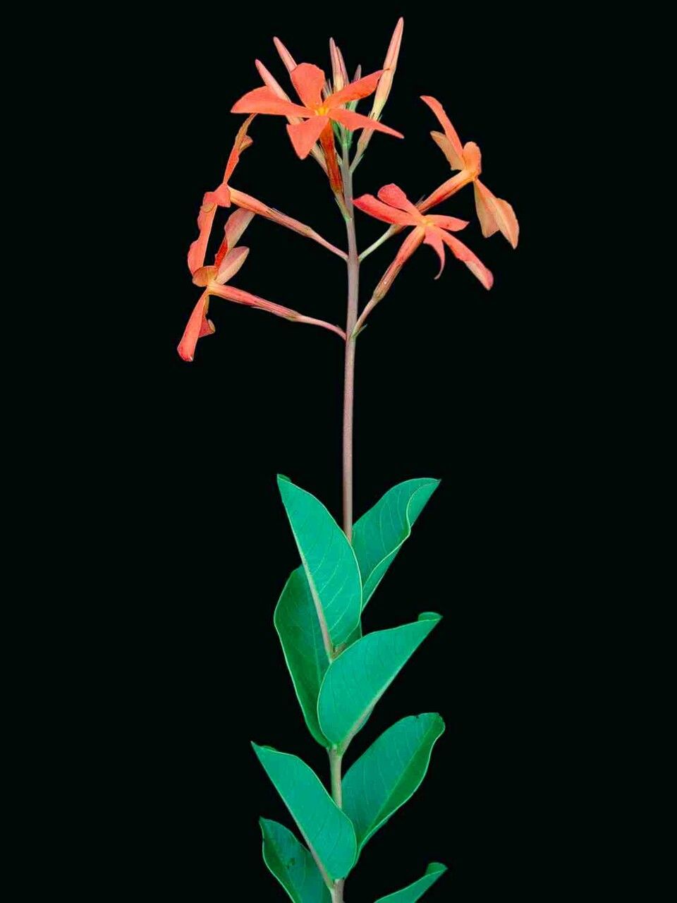 Mandevilla coccinea