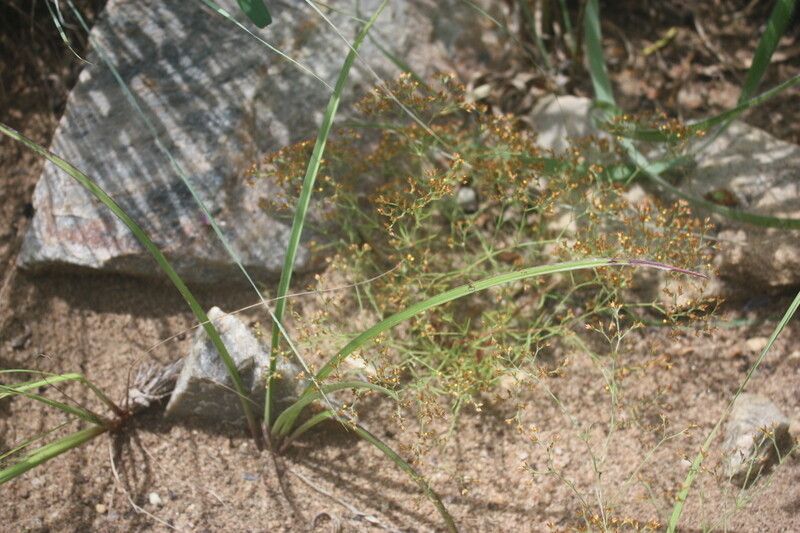 Polycarpaea eriantha — houseplant care guide