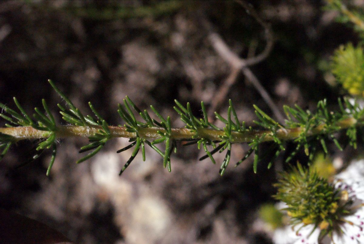 Scaevola lanceolata leaf