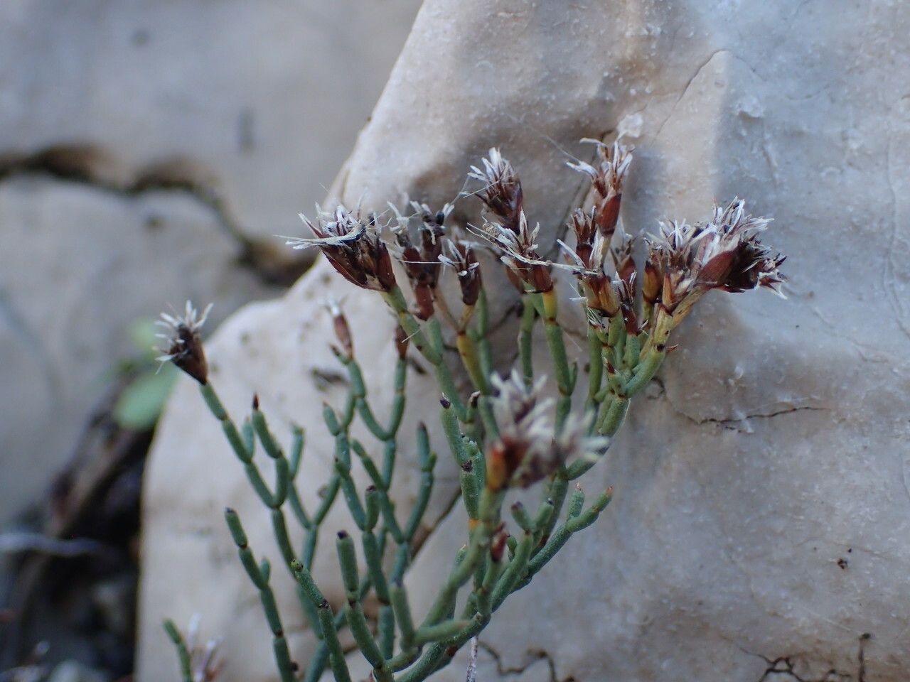 Limonium pseudominutum fruit