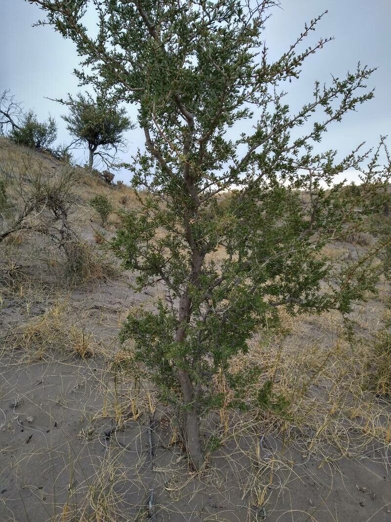 Schinus johnstonii habit
