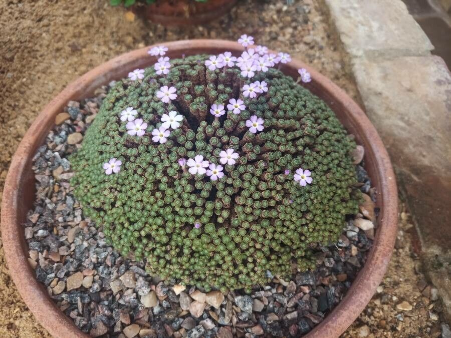 Dionysia mozaffarianii flower