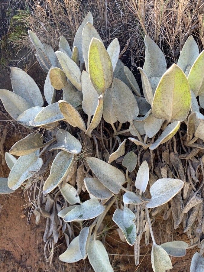 Phlomis crinita leaf