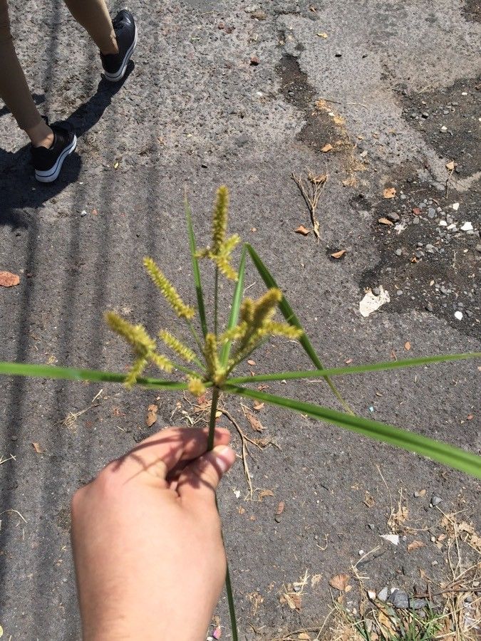 Cyperus iria — search result for 'Cyperus'