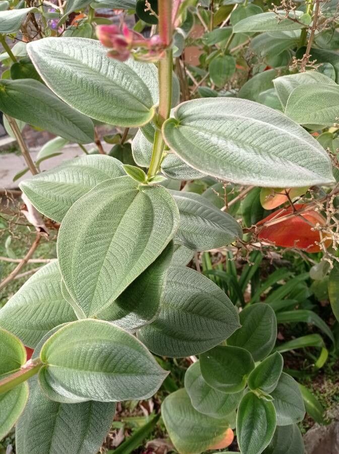 Tibouchina heteromalla leaf