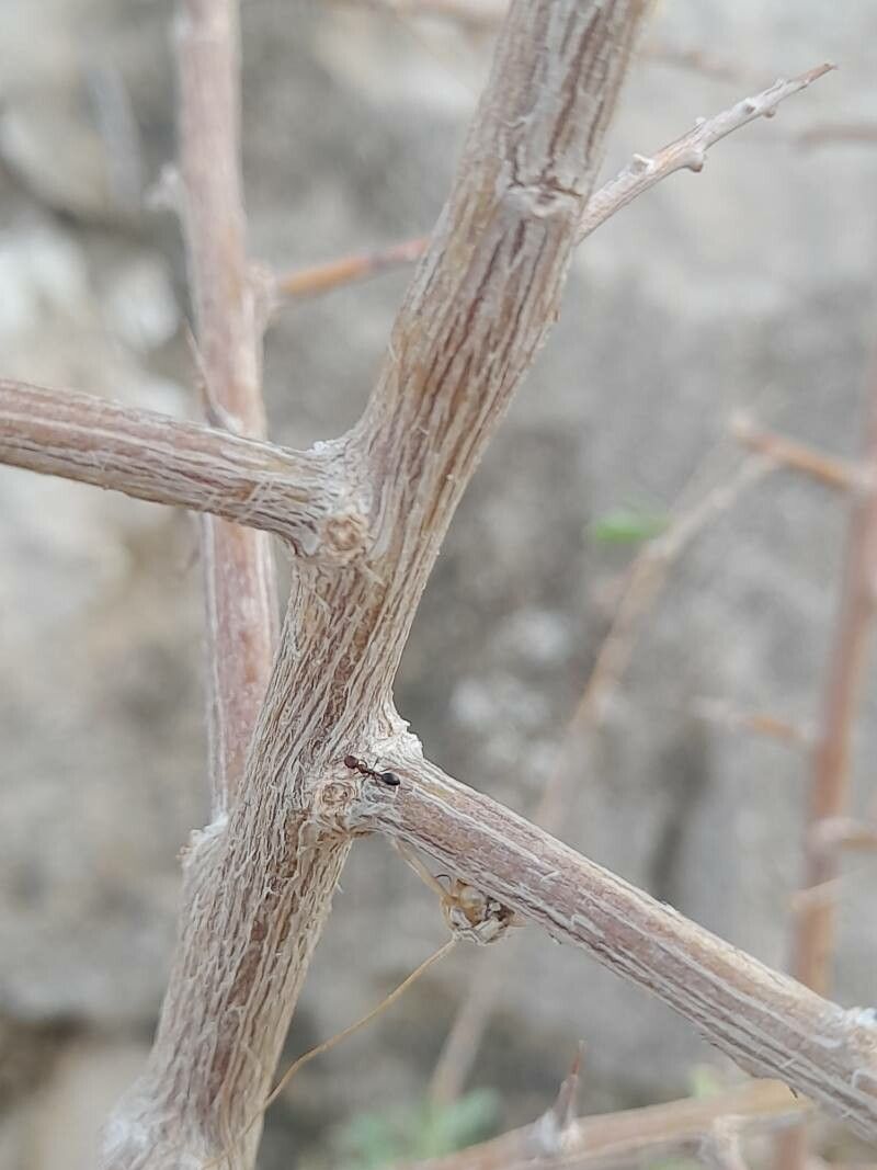 Lycium depressum bark