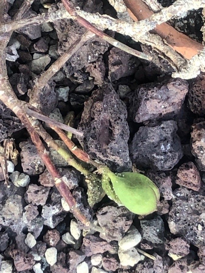 Sedum goldmanii — houseplant care guide