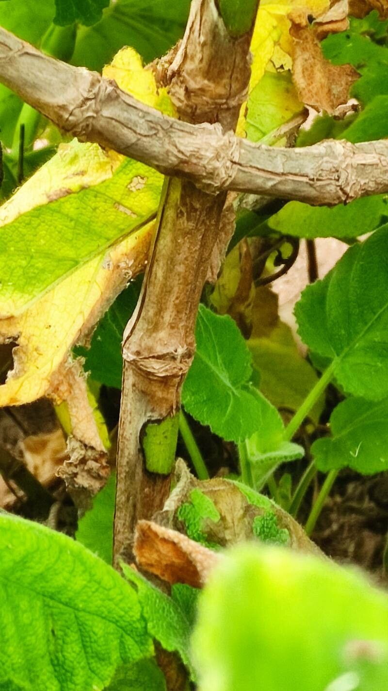 Salvia broussonetii bark