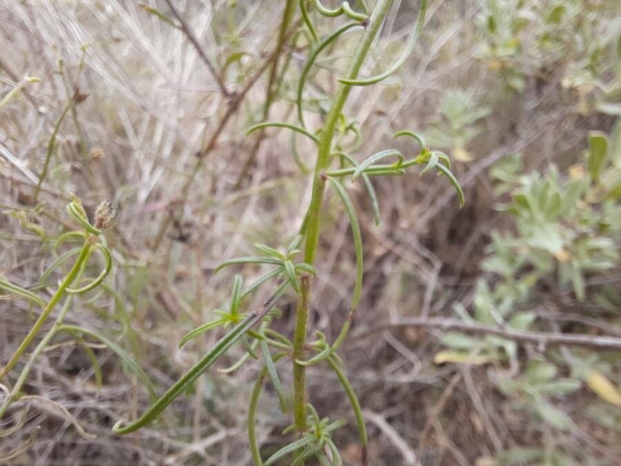 Antirrhinum litigiosum — search result for 'Antirrhinum'