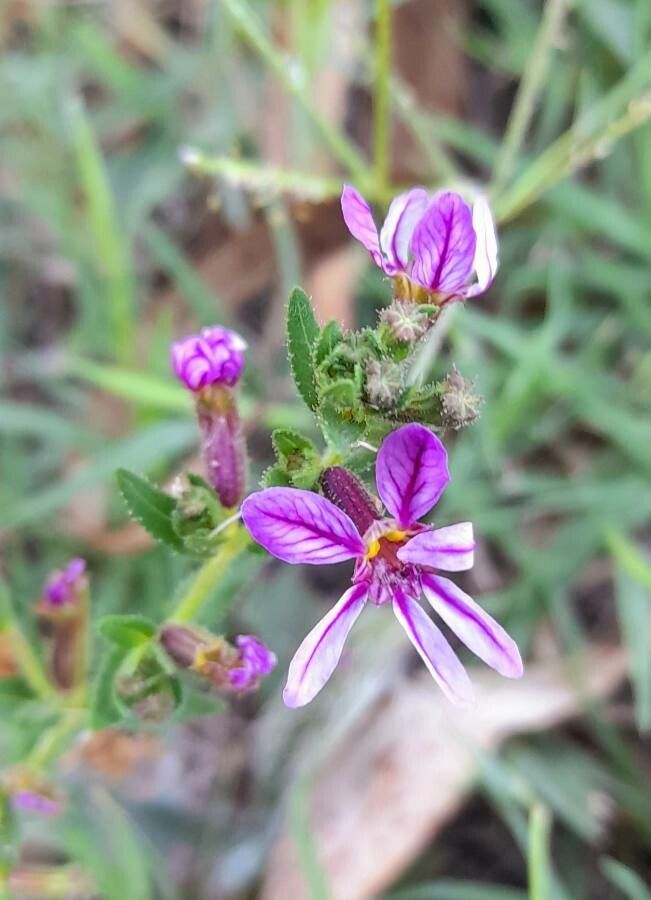 Cuphea glutinosa flower