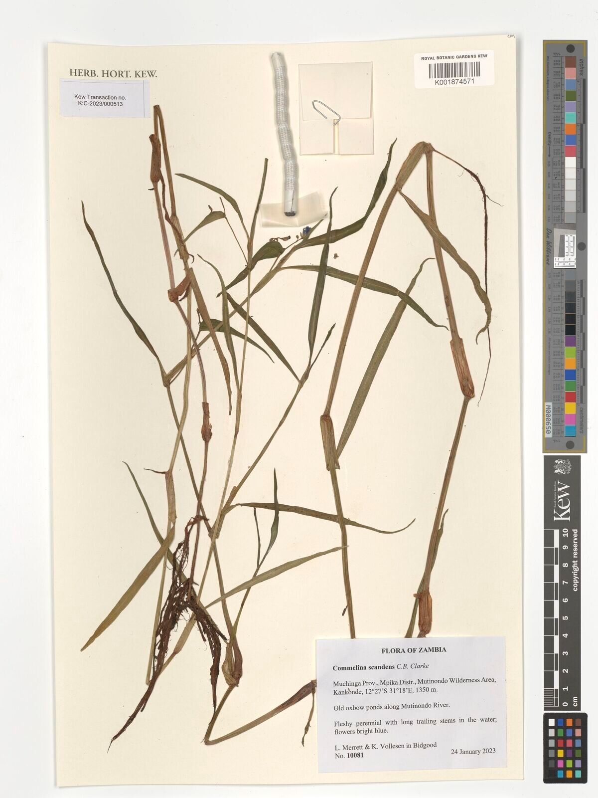 Commelina scandens — search result for 'Commelina'