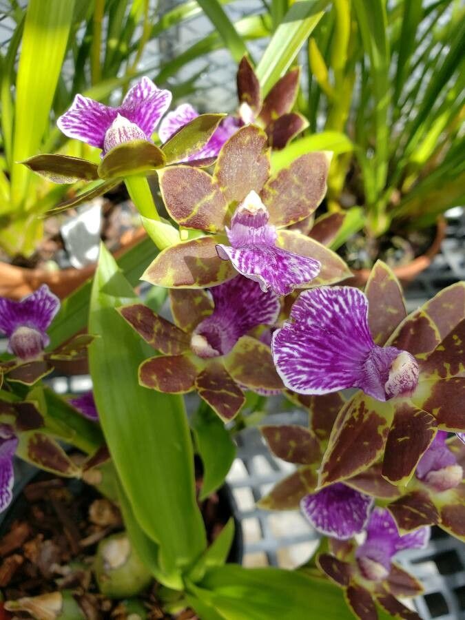 Zygopetalum crinitum flower