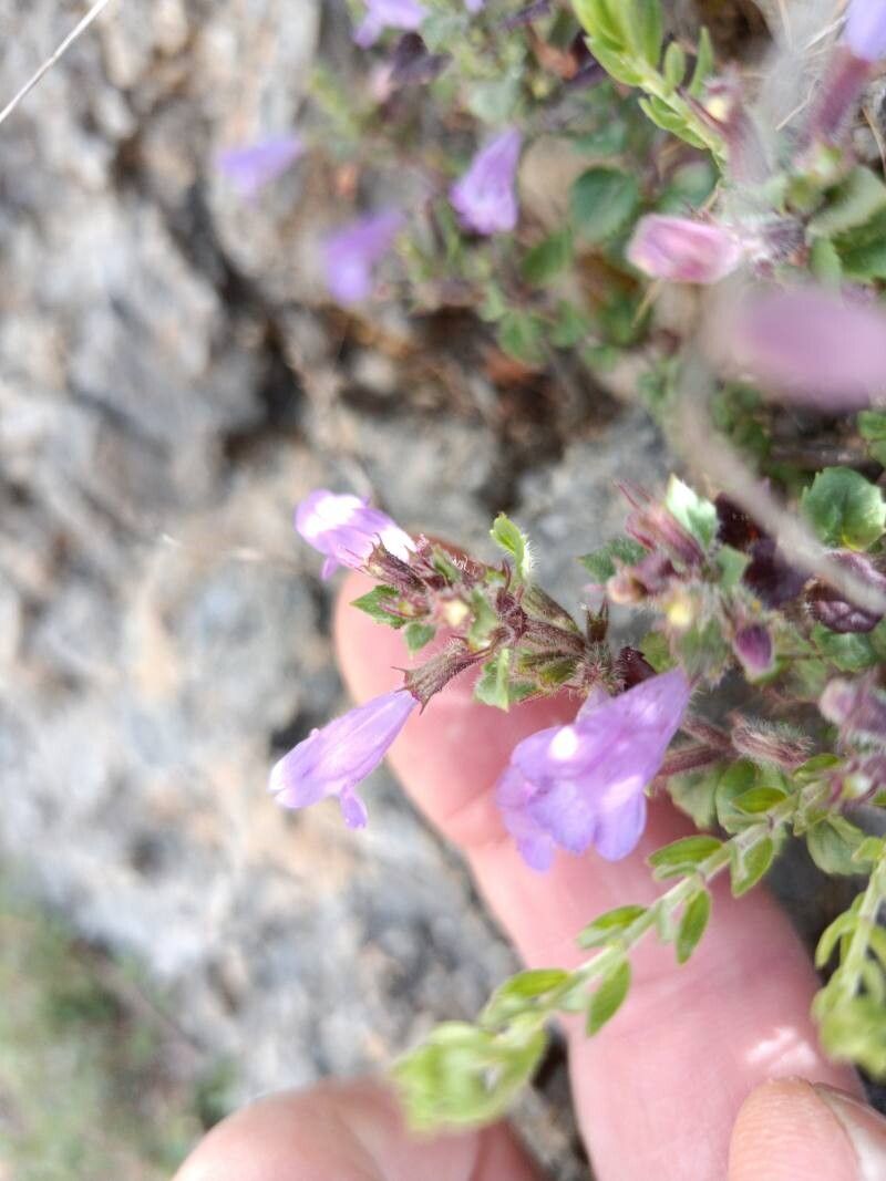 Clinopodium taygeteum — houseplant care guide