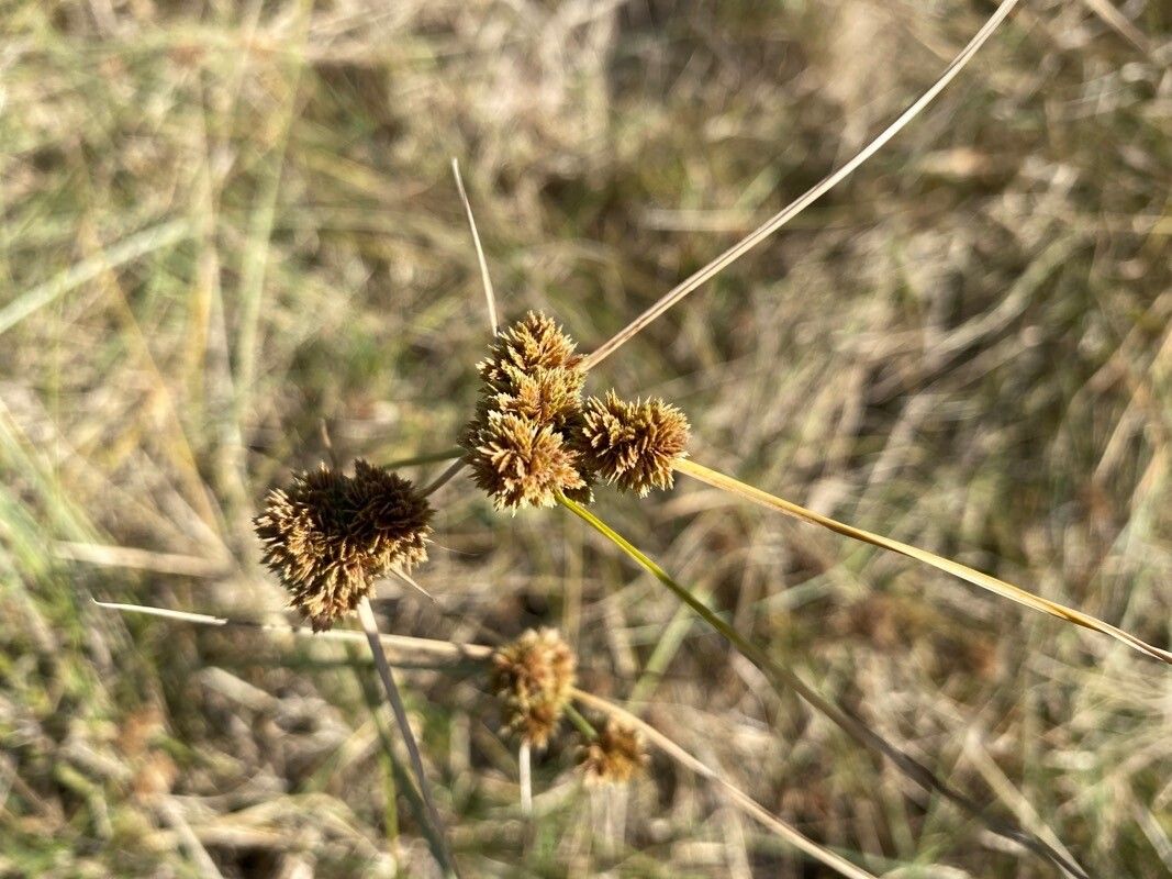 Cyperus reflexus fruit