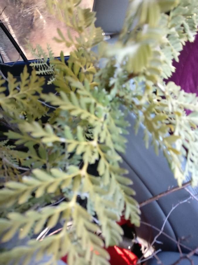 Lomatia ferruginea leaf