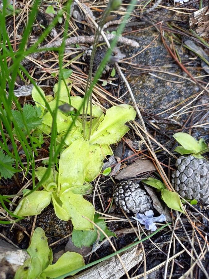 Pinguicula corsica leaf