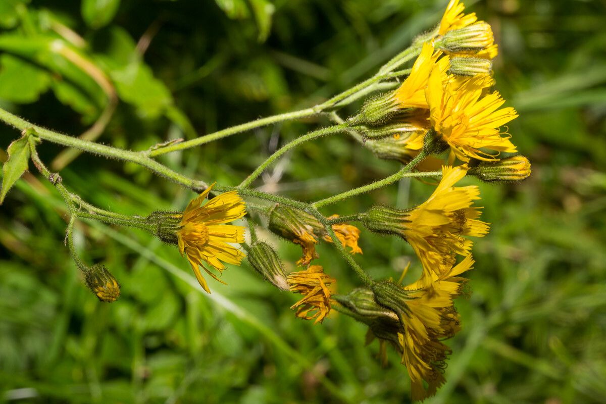 Hieracium prenanthoides bark