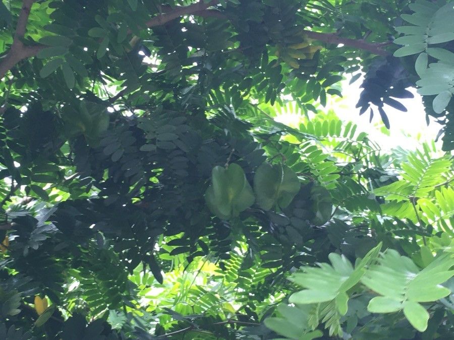 Bulnesia arborea habit