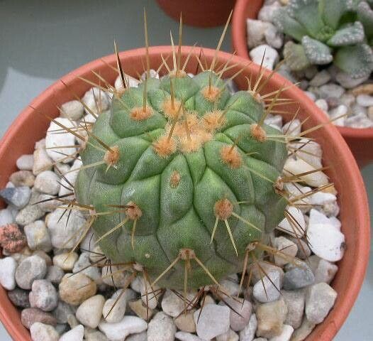 Copiapoa gigantea habit