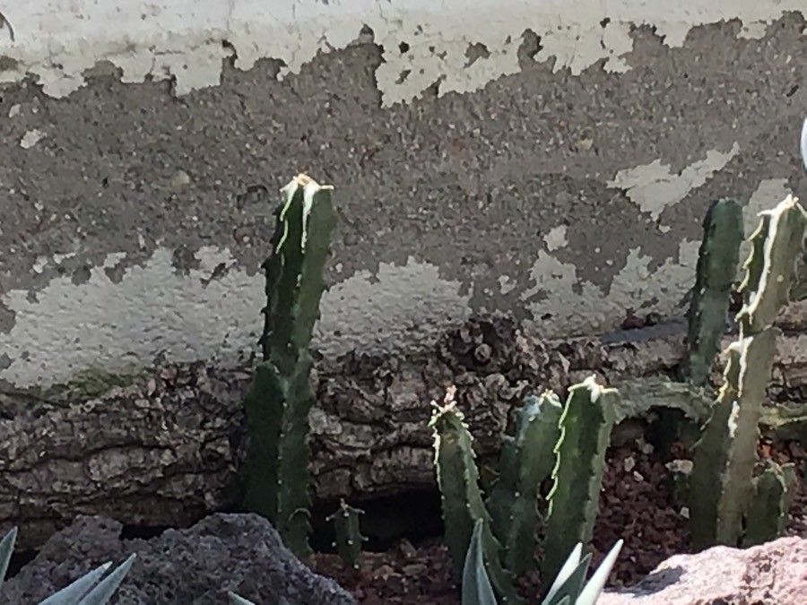 Caralluma burchardii leaf
