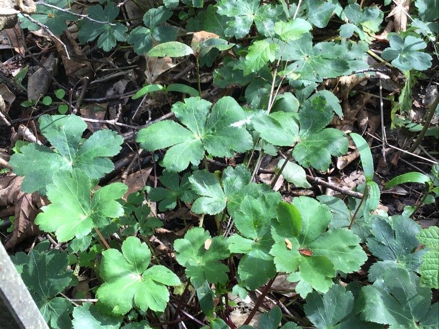 Sanicula europaea — search result for 'Apiaceae'
