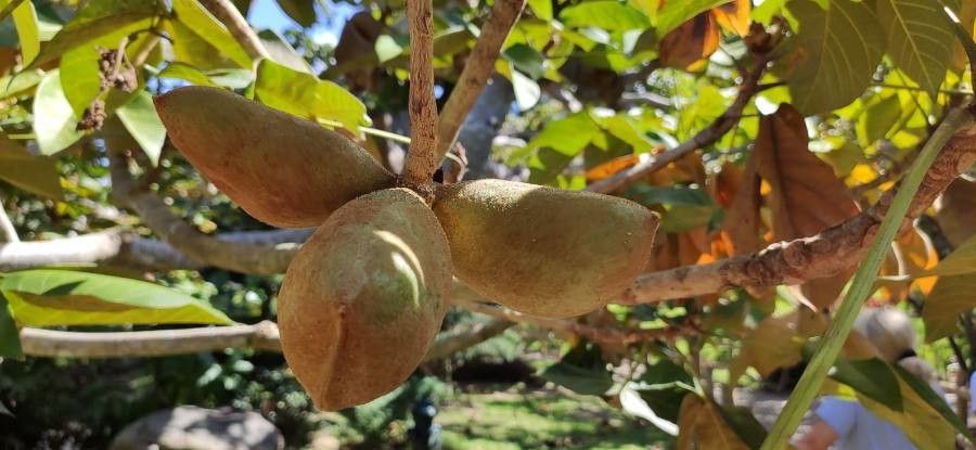 Sterculia apetala fruit