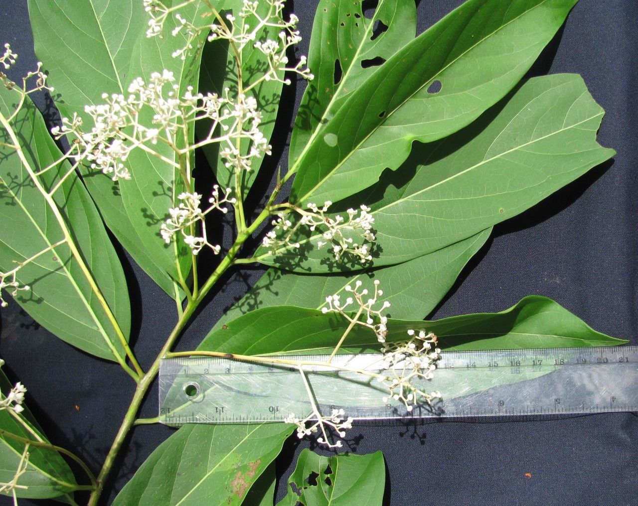 Nectandra lineata other