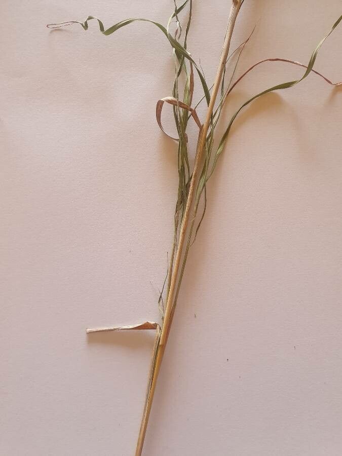 Hyparrhenia papillipes leaf