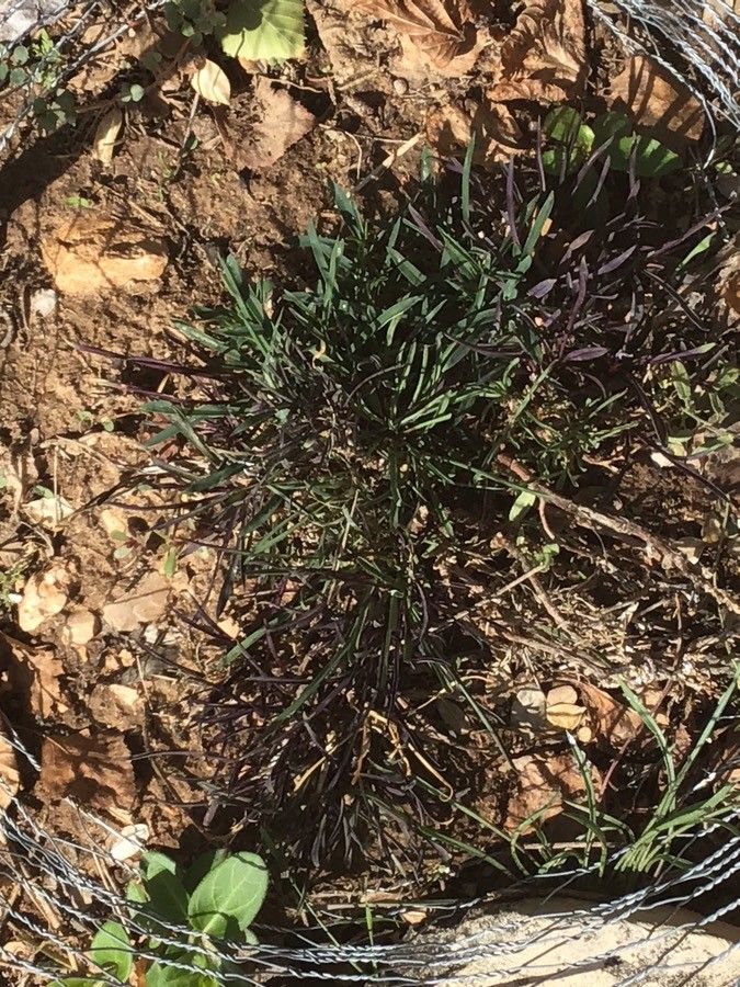 Dianthus carthusianorum leaf