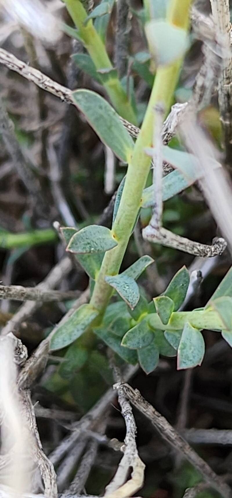 Euphorbia heteradena — houseplant care guide