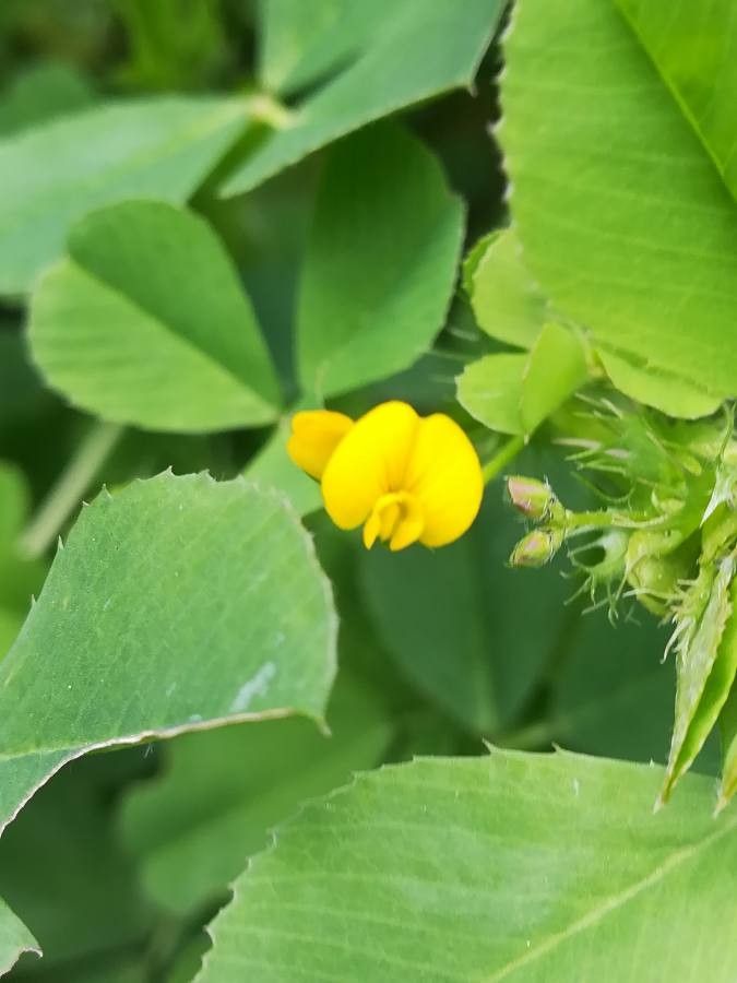 Medicago coronata flower