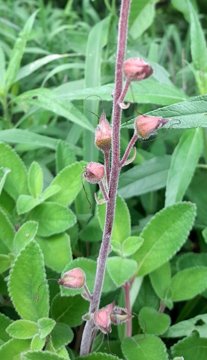 Sinningia warmingii other