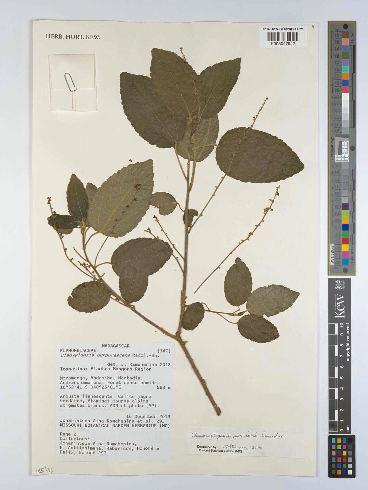 Claoxylon perrieri — houseplant care guide