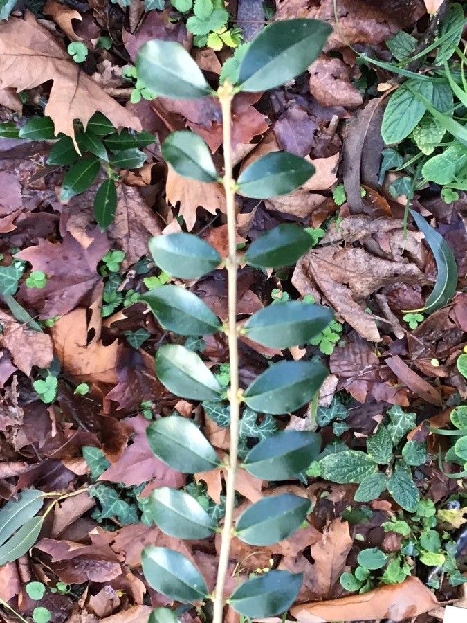 Ligustrum delavayanum leaf