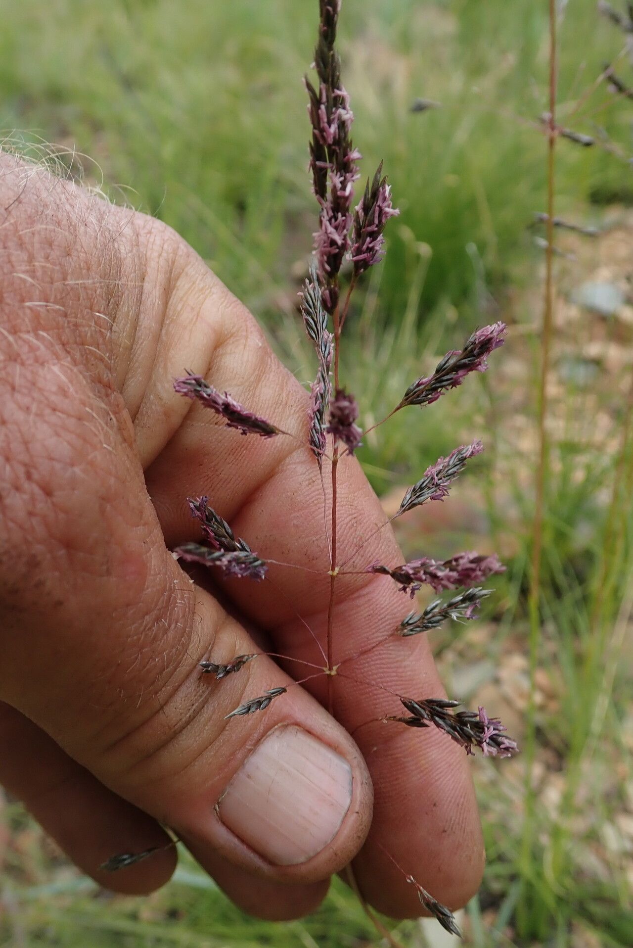 Sporobolus centrifugus flower