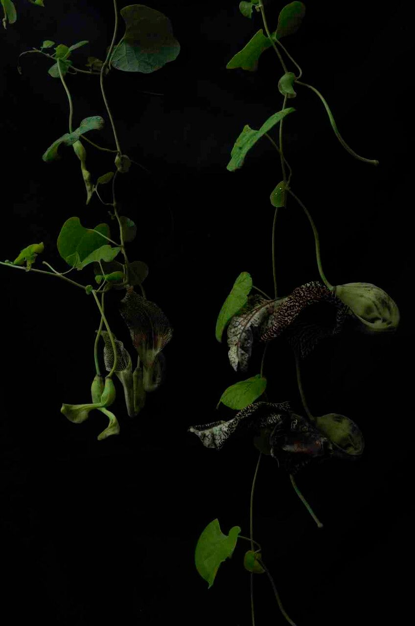 Aristolochia cymbifera habit