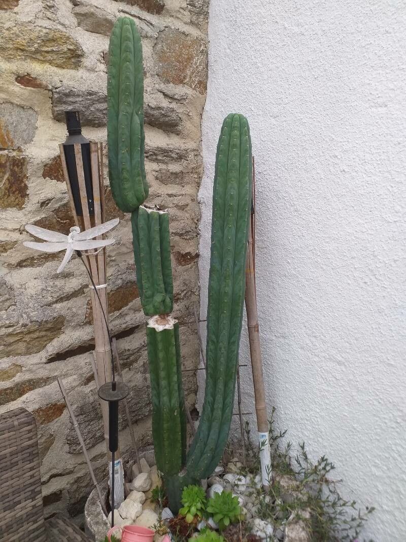 Trichocereus macrogonus flower