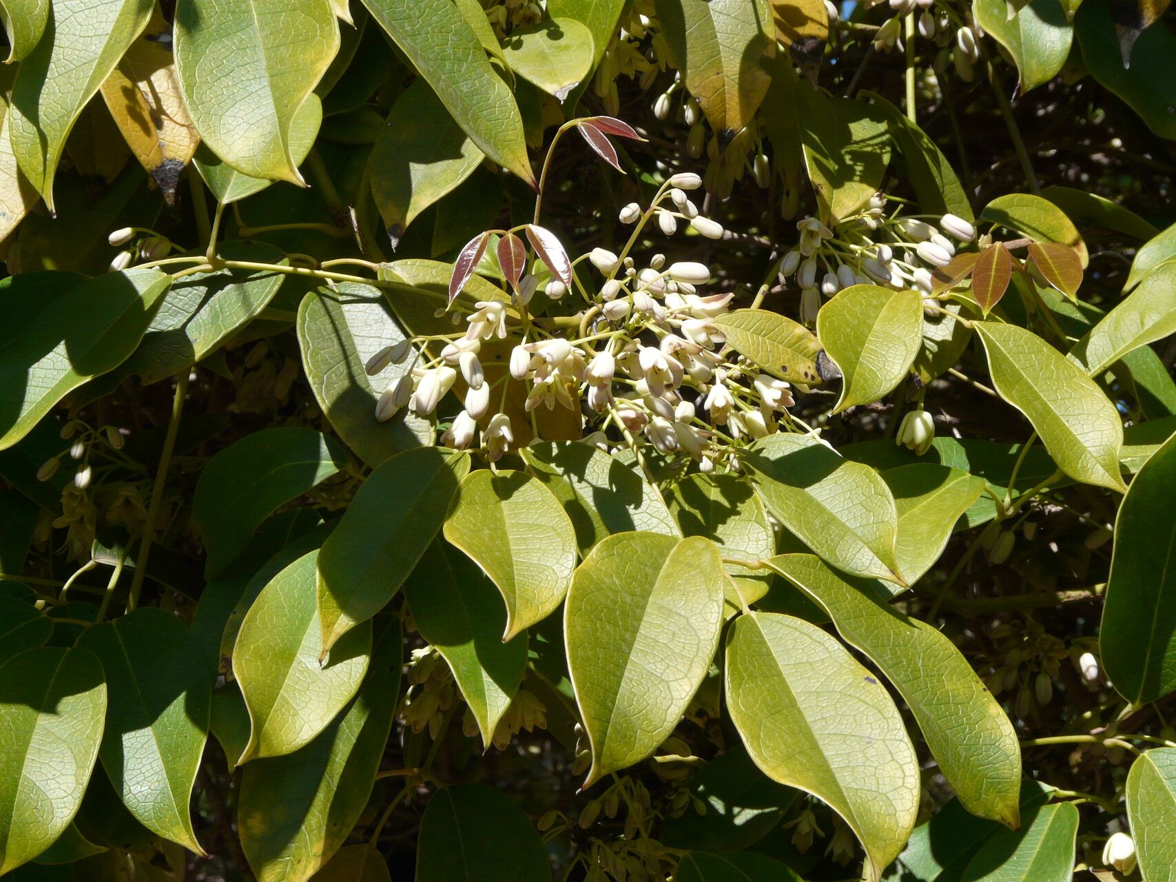 Stauntonia coriacea flower