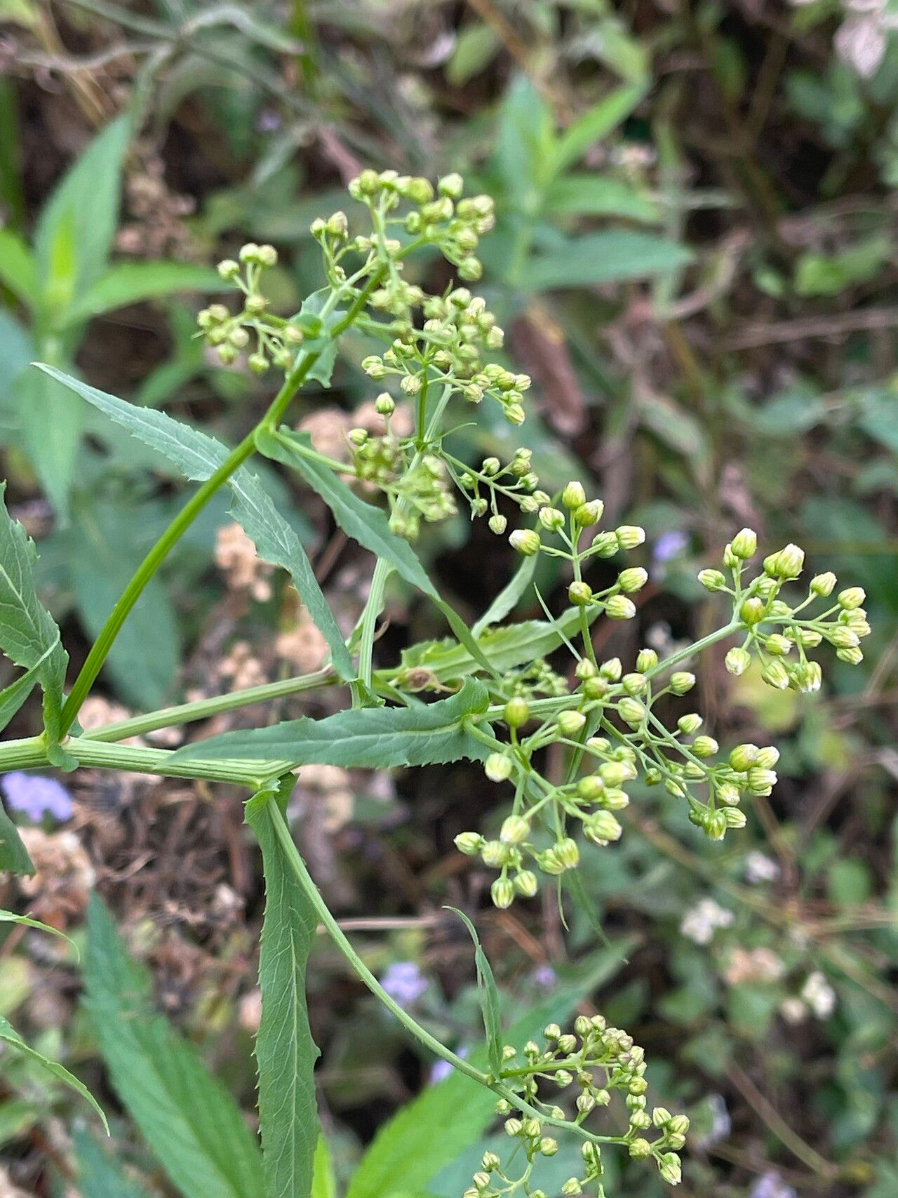 Nidorella attenuata flower
