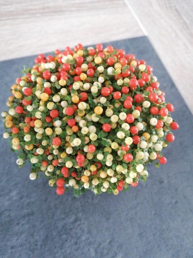 Coprosma granadensis flower