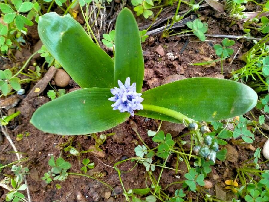Scilla latifolia flower