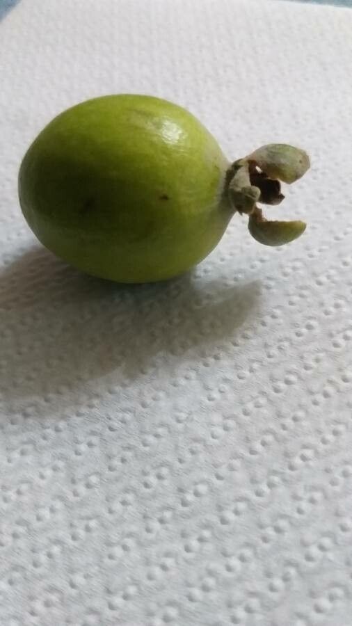 Feijoa sellowiana fruit