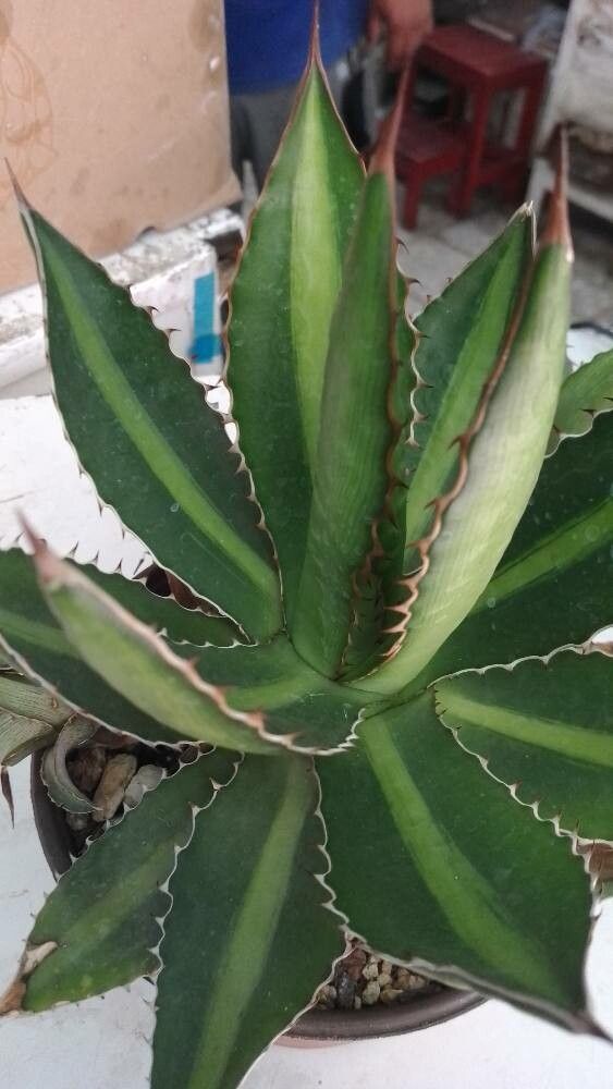 Agave lophantha flower