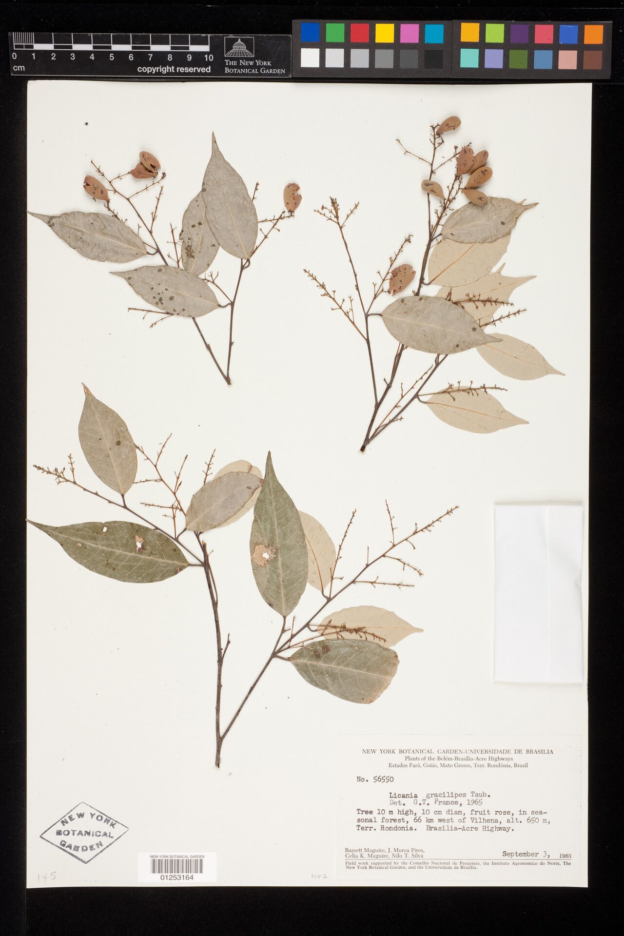 Licania gracilipes fruit