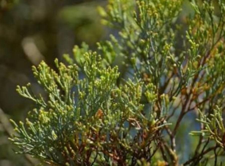 Callitris canescens — search result for 'Cupressaceae'