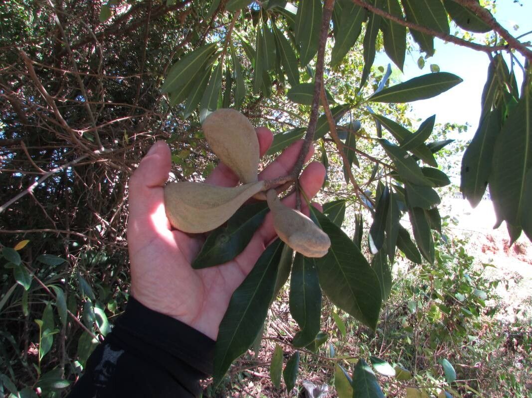 Aspidosperma olivaceum fruit