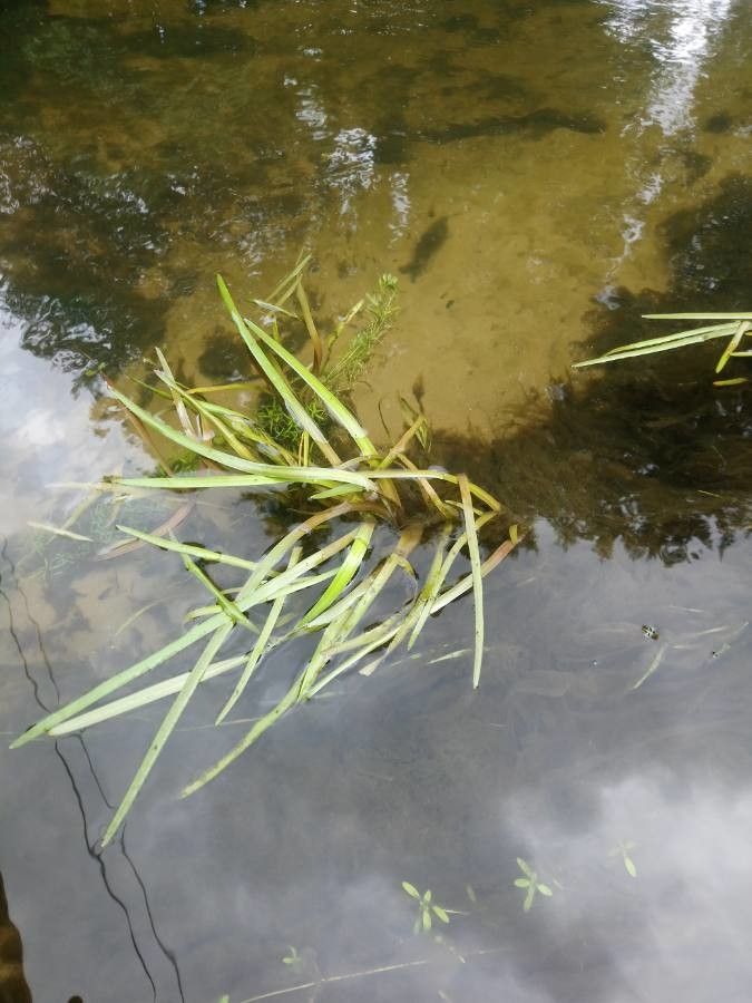 Vallisneria spiralis