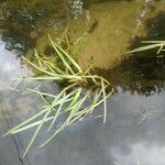 Vallisneria spiralis