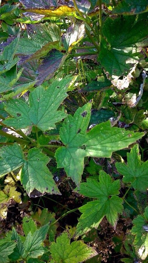 Anemone hupehensis leaf