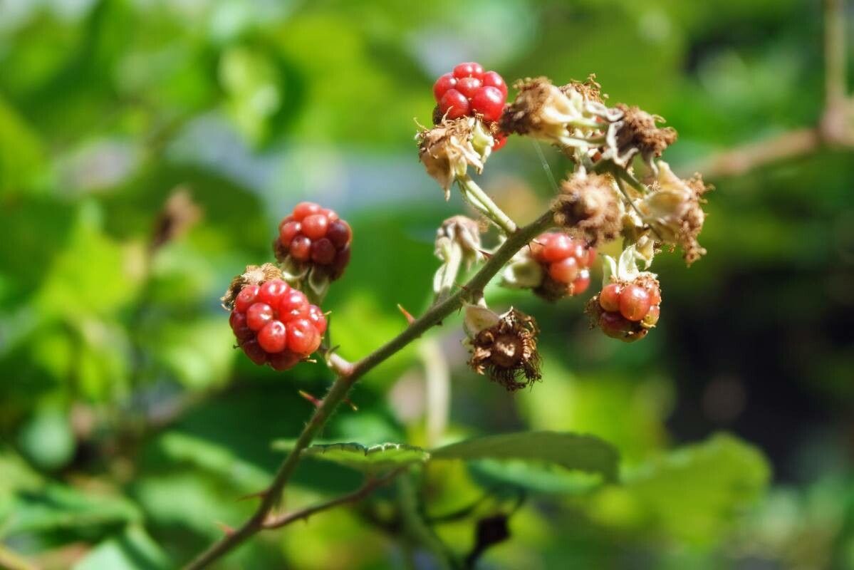 Rubus montanus fruit